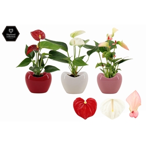 Anthurium 6 cm 3 color mix in Paris ceramics