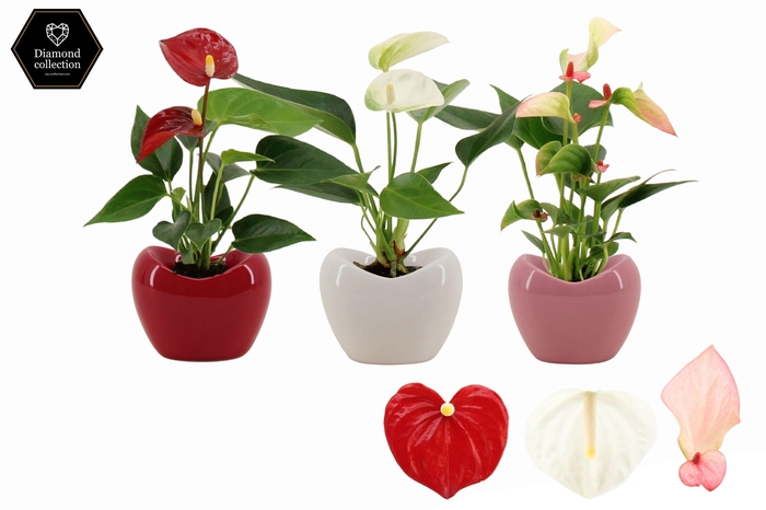 <h4>Anthurium 6 cm 3 color mix in Paris ceramics</h4>