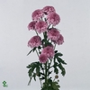 WAX APPEL H%