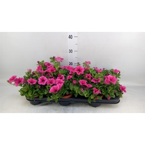 Petunia  'Surfinia Hot Pink'