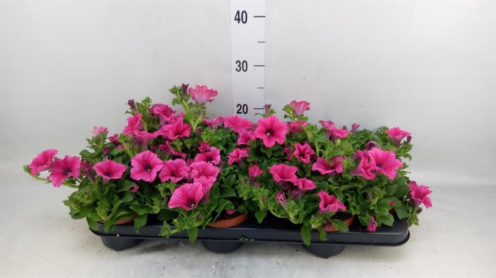 <h4>Petunia  'Surfinia Hot Pink'</h4>