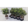 arr8 Nerium Oleander Ov