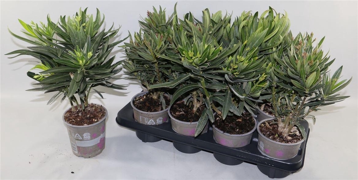 <h4>arr8 Nerium Oleander Ov</h4>