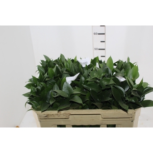 FOLHAGEM RUSCUS 060 CM