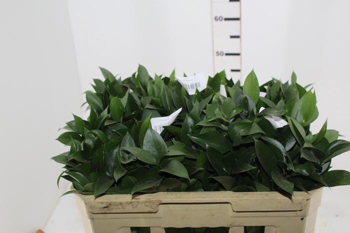 <h4>FOLHAGEM RUSCUS 060 CM</h4>