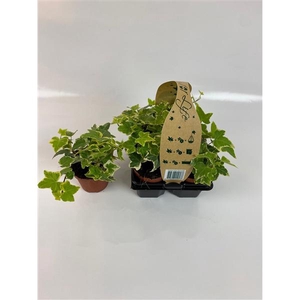 4-Pack Geelbont 8.5