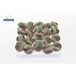 Nictocereus Cristata