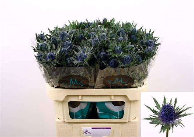 <h4>ERYNGIUM AQUARIUS QUESTAR</h4>