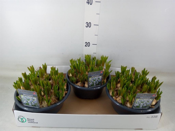 <h4>Muscari  'Mountain Lady'</h4>