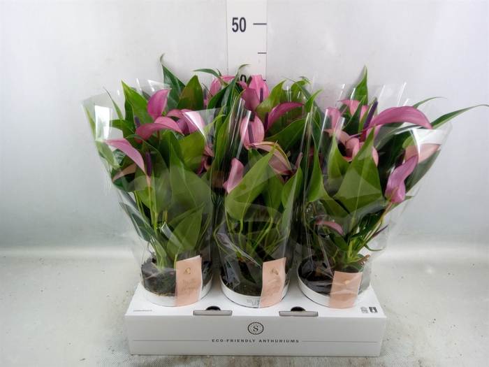 <h4>Anthurium  'Zizou'</h4>