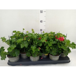 Pelargonium pelt. 'Med Gabry Red'
