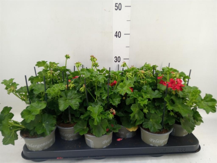 <h4>Pelargonium pelt. 'Med Gabry Red'</h4>