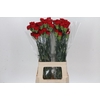 Dianthus St Don Pedro