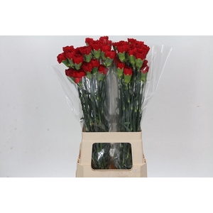 Dianthus St Don Pedro