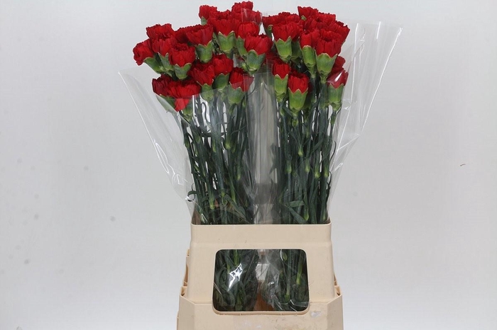 Dianthus St Don Pedro