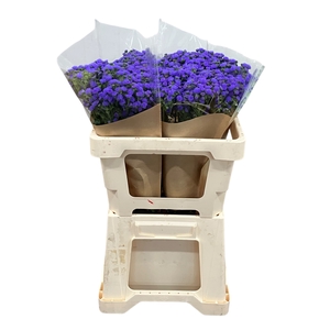 AGER H JJ VIOLET BLU