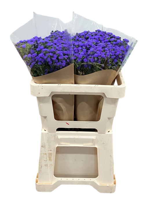 <h4>AGER H JJ VIOLET BLU</h4>