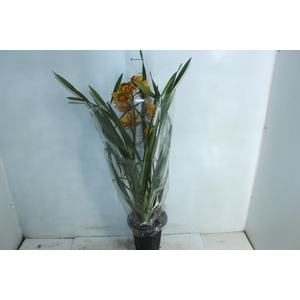 CYMBIDIUM P18 MIN 1 HT