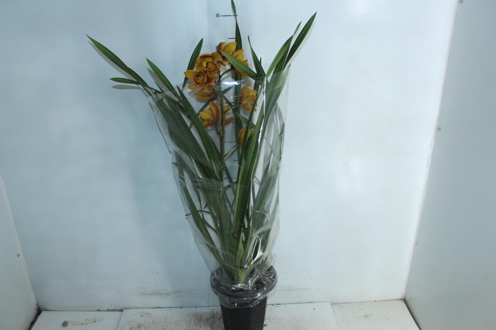 <h4>CYMBIDIUM P18 MIN 1 HT</h4>