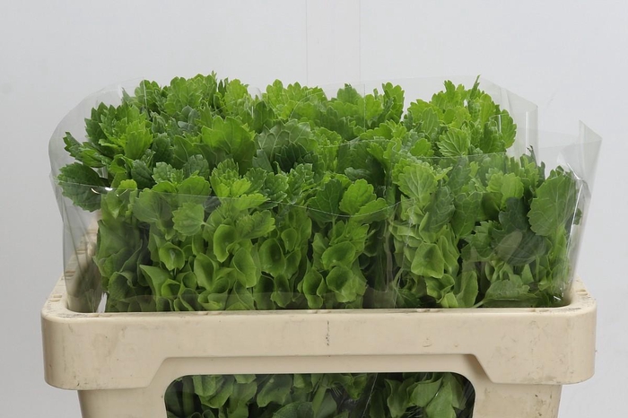 <h4>Moluccella Laevis</h4>