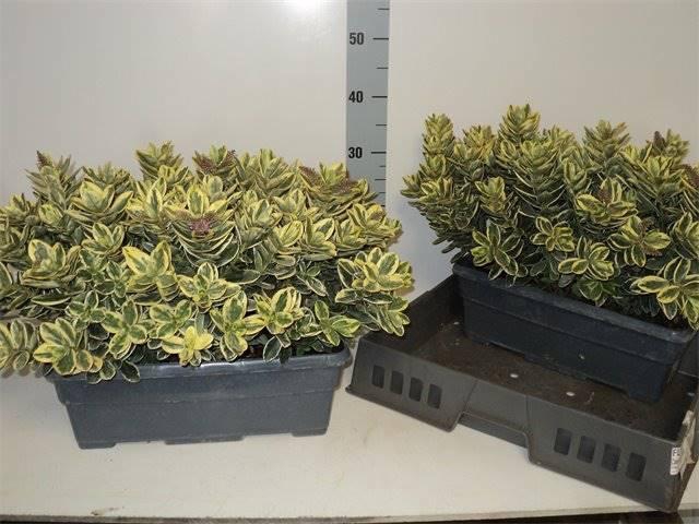 <h4>Hebe And Variegata</h4>