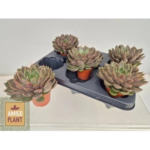 ECHEV ROSETTA MARIPO