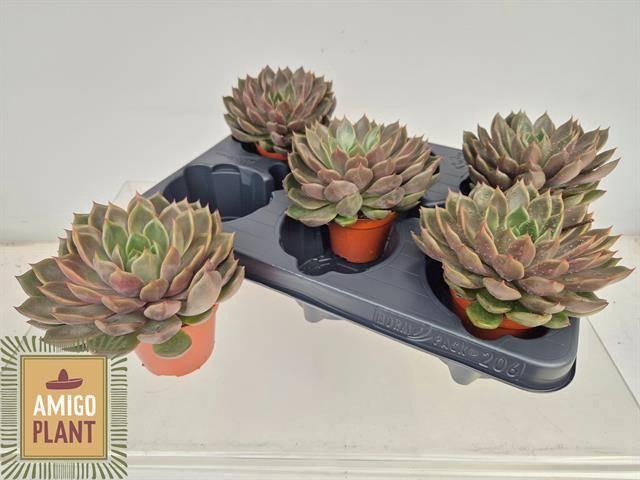 <h4>ECHEV ROSETTA MARIPO</h4>