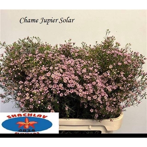 CHAME UN JUPITER SOL