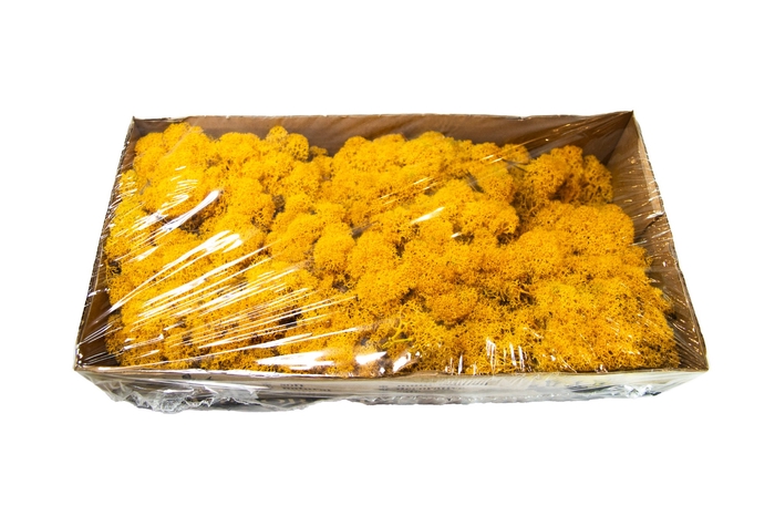 <h4>Moss iceland paint yellow</h4>