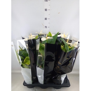 Anthurium andr. 'Alaska'