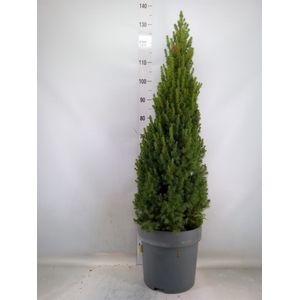 Picea glauca 'Perfecta'