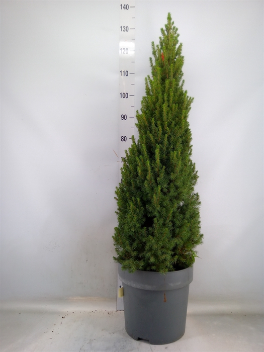 <h4>Picea glauca 'Perfecta'</h4>