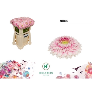 Germini Pomponi Noek Water x80