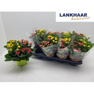 KAL EN GEM IN POT