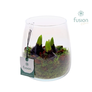 Glas Alzada met Hyacinthus