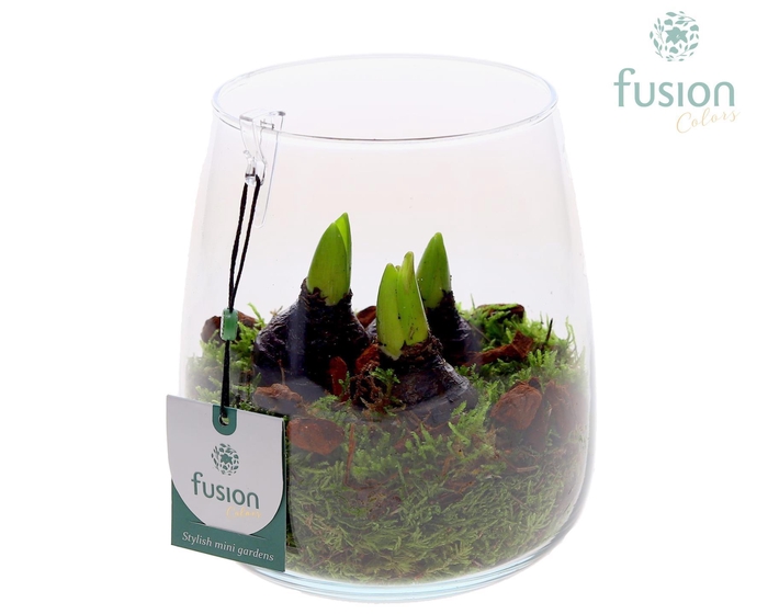 <h4>Glas Alzada met Hyacinthus</h4>