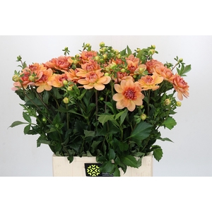 Dahlia Yvonne Geerlings