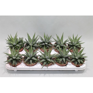 Haworthia Fasciata Concolor