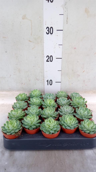 <h4>Echeveria elegans</h4>