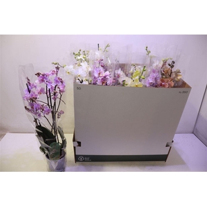 arr8 Phal Mf Gem 5 Kl