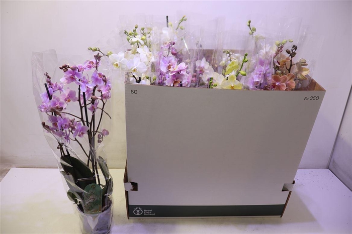 <h4>arr8 Phal Mf Gem 5 Kl</h4>