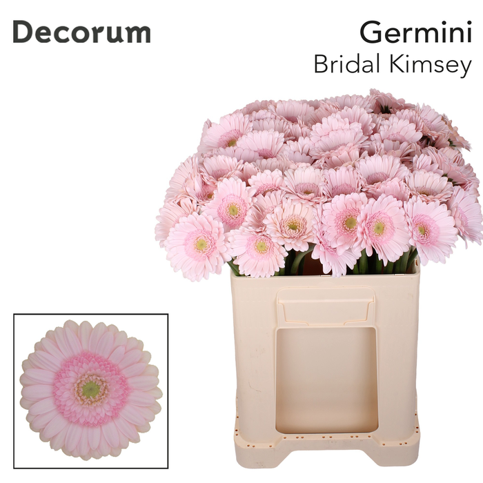 <h4>Germini Bridal Kimsey Water/Hoes x80</h4>