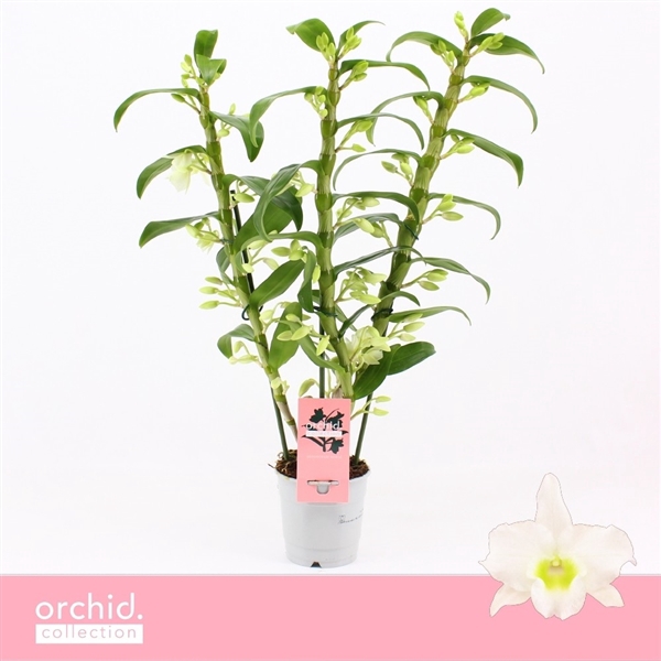 <h4>Dendrobium Nobilé, Apollon 3-spike 'Orchid Collection'</h4>