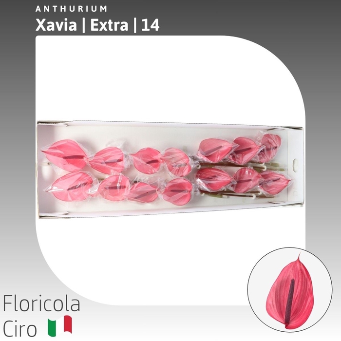 <h4>Anthurium Xavia | Extra</h4>