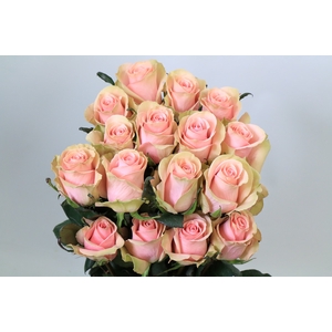 Rosa ec absolute in pink