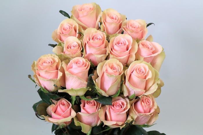 <h4>Rosa ec absolute in pink</h4>