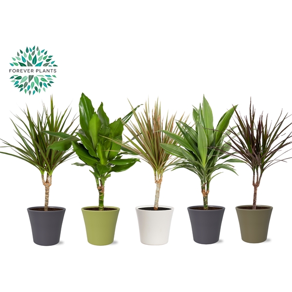 <h4>Dracaena Marginata mix p14 in COCO Keramiek</h4>