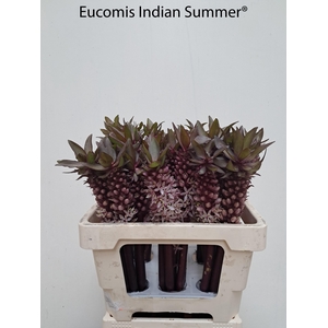 EUCOMIS OV