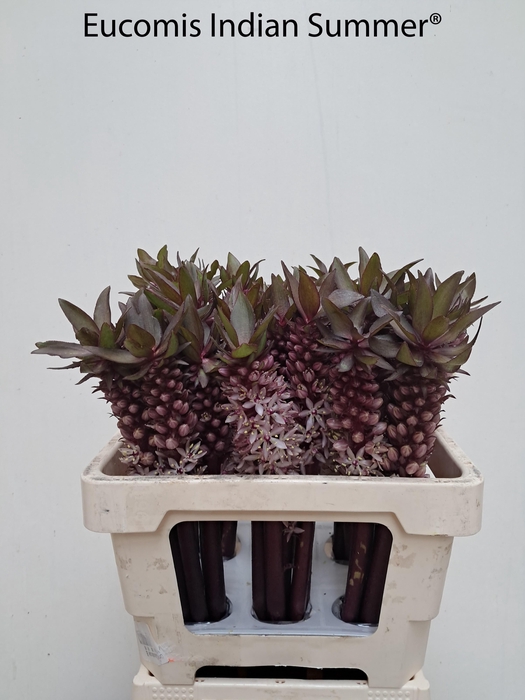 <h4>EUCOMIS OV</h4>