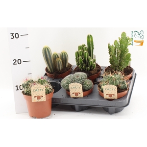 CACTUS GEM